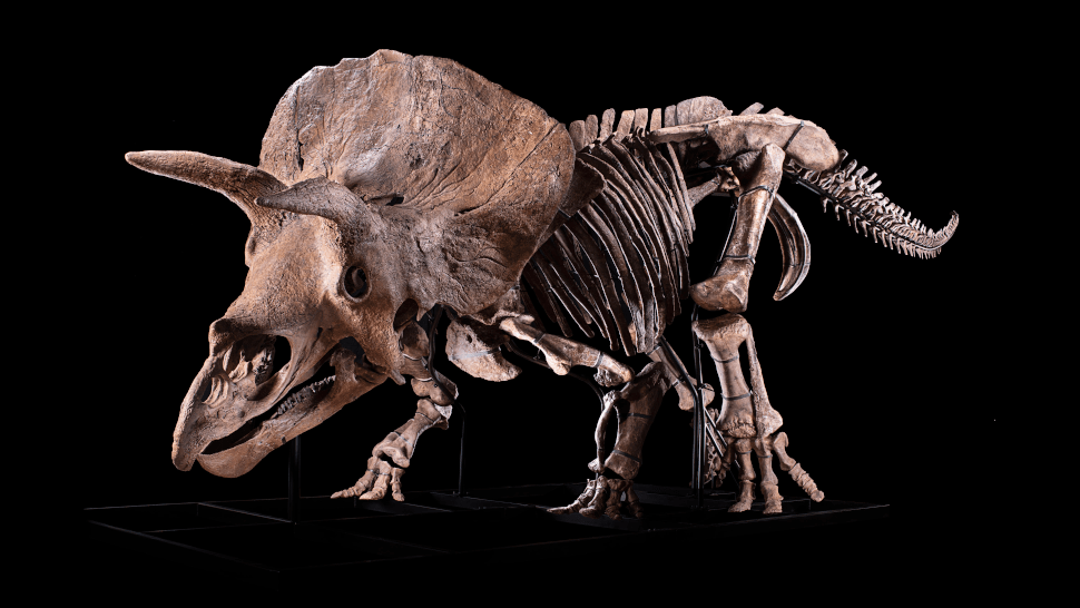 The Big John Triceratops fossil.  (Image: Zoic Limited Liability Company, (Trieste, Italy), to which one of the paper authors (Flavio Bacchia) belongs.)