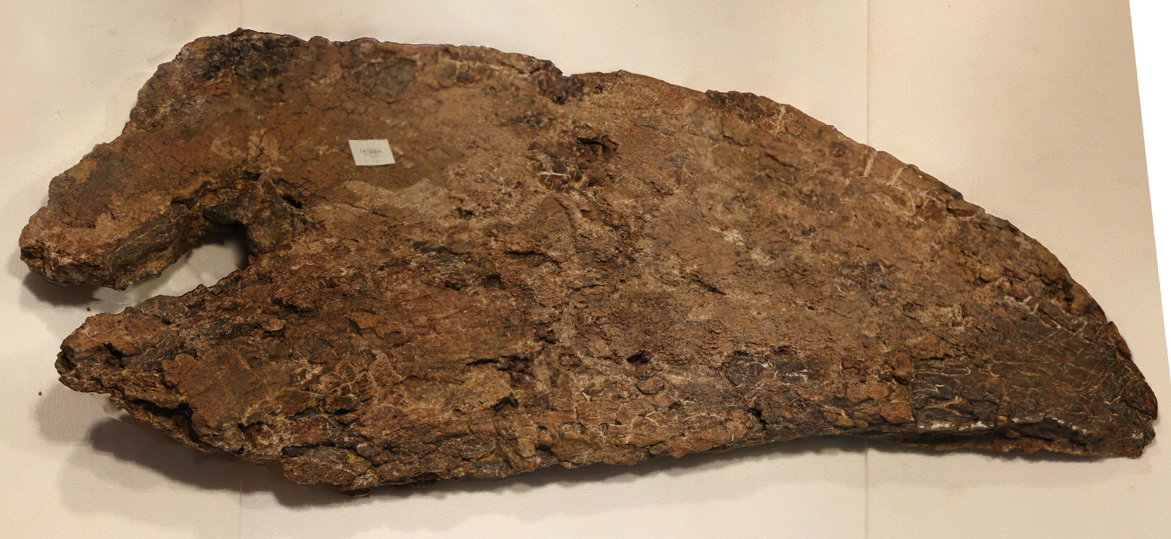 The fossilized squamosal bone of Big John showing the traumatic lesion. (Image: Zoic Limited Liability Company, (Trieste, Italy), to which one of the paper authors (Flavio Bacchia) belongs.)