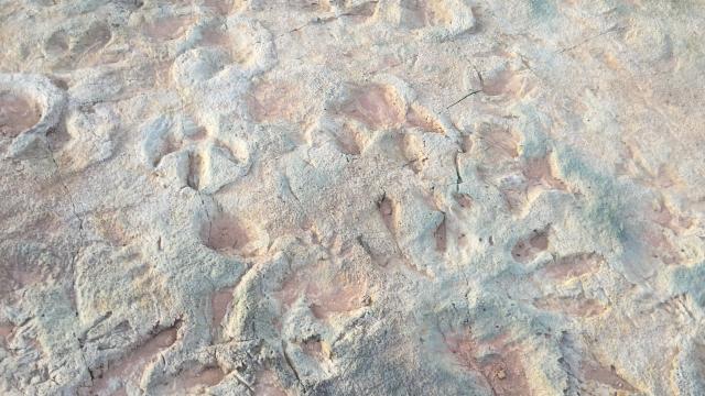 Dinosaur Tracks Damaged After Construction Crew Drove Over Fossil Site, Report Finds