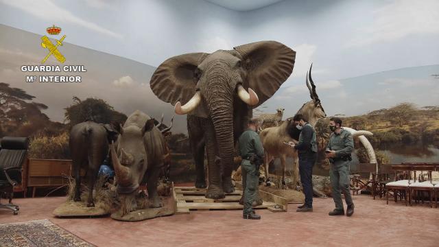 Police Discover More Than 1,000 Stuffed Wild Animals in Giant Taxidermy Bust