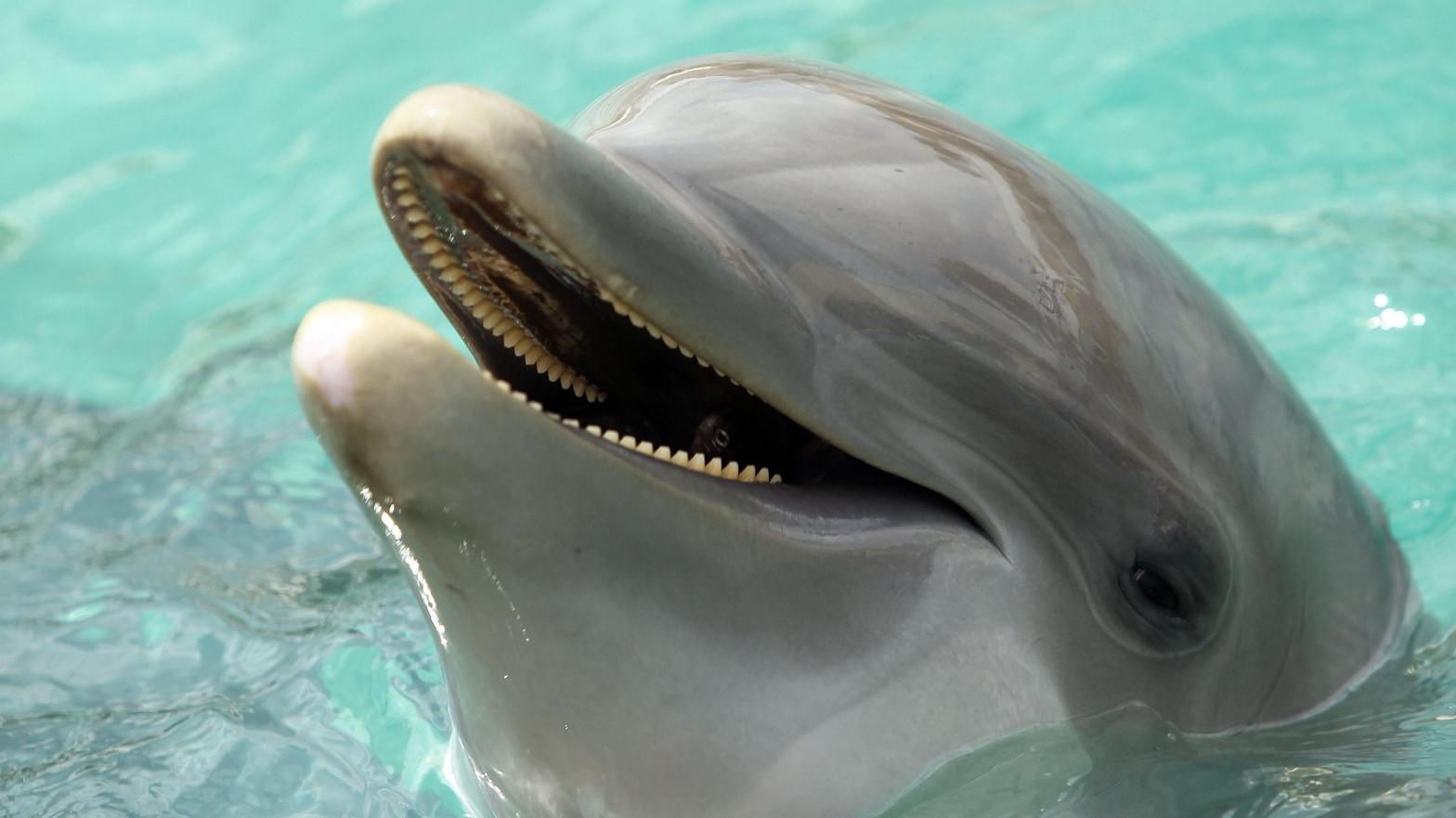 A dolphin is seen during day two of the 2010 Sony Ericsson Open at Miami Seaquarium on March 24, 2010 in Key Biscayne, Florida (Photo: Chris McGrath, Getty Images)