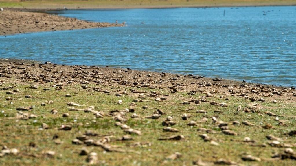 Dead carp fish on the dried lakebed of the Peñuelas Lake, a reservoir in Chile's Valparaiso Region in 2022.  (Photo: MARTIN BERNETTI/AFP, Getty Images)