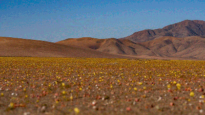 See Carpets of Flowers and Dunes of Clothing in World’s Driest Desert