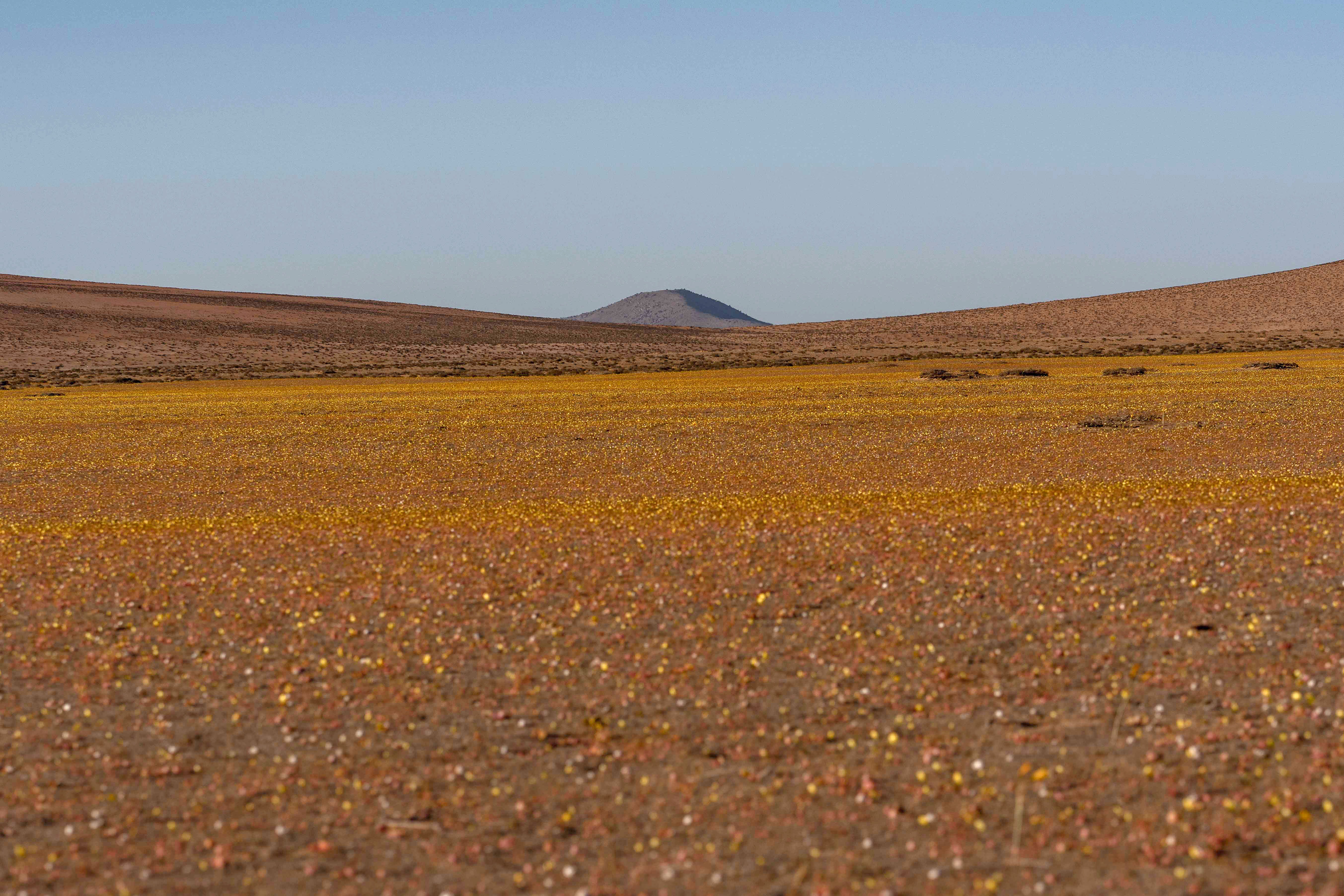 A blanket of flowers on the desert floor in the Atacama in Copiapo, Chile. (Photo: Alex Fuentes, Getty Images)