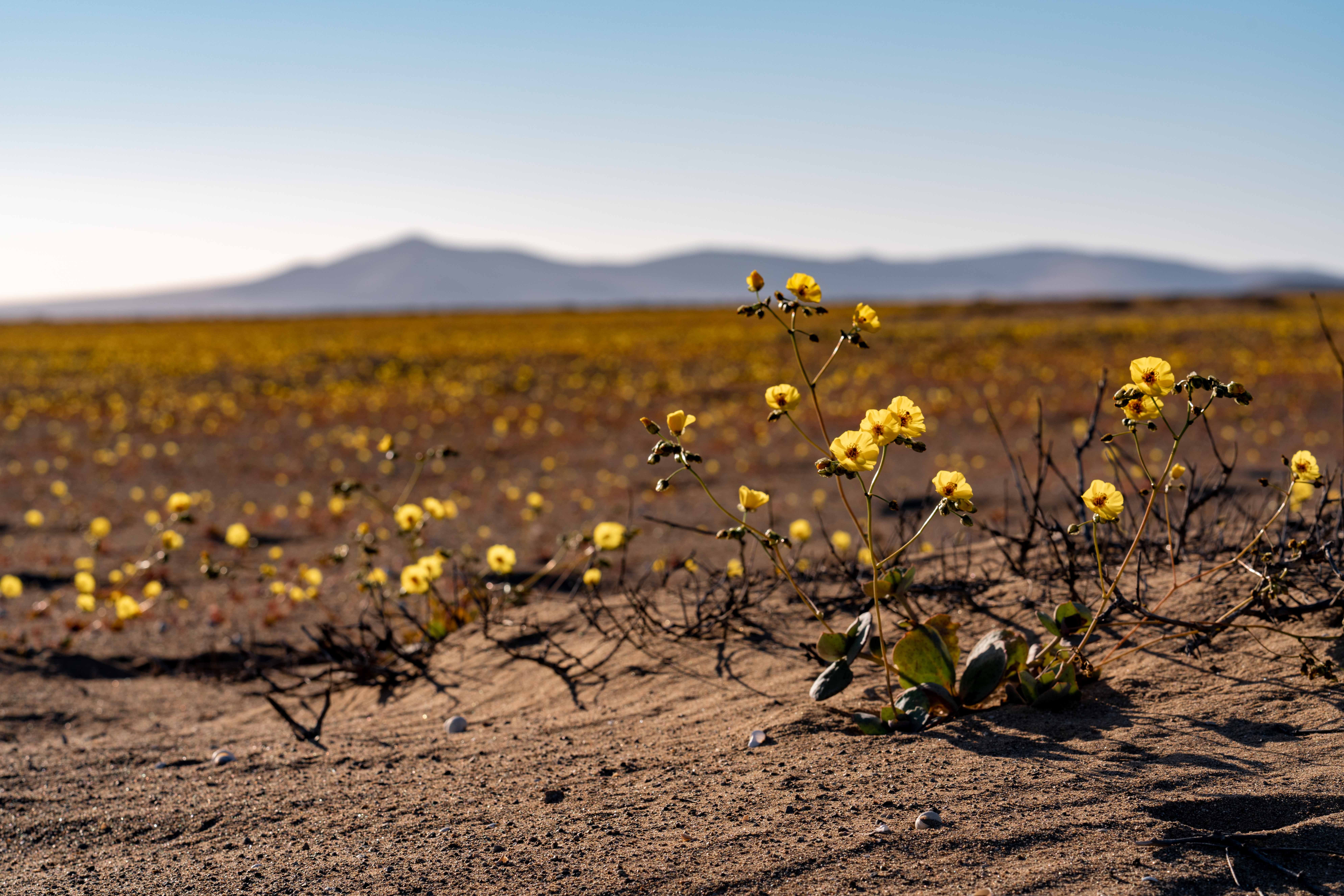 Yellow flowers in the desert. (Photo: Alex Fuentes, Getty Images)