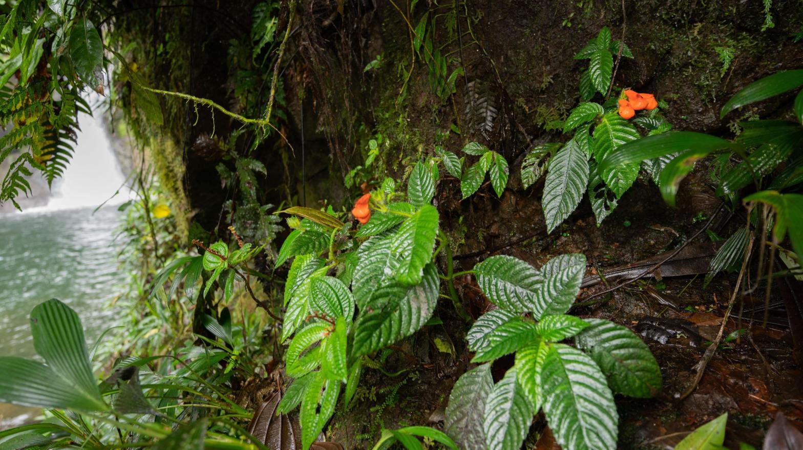 The now-poorly named Gasteranthus extinctus, found growing next to a waterfall at Bosque y Cascada Las Rocas, a private reserve in coastal Ecuador. (Photo: Riley Fortier)
