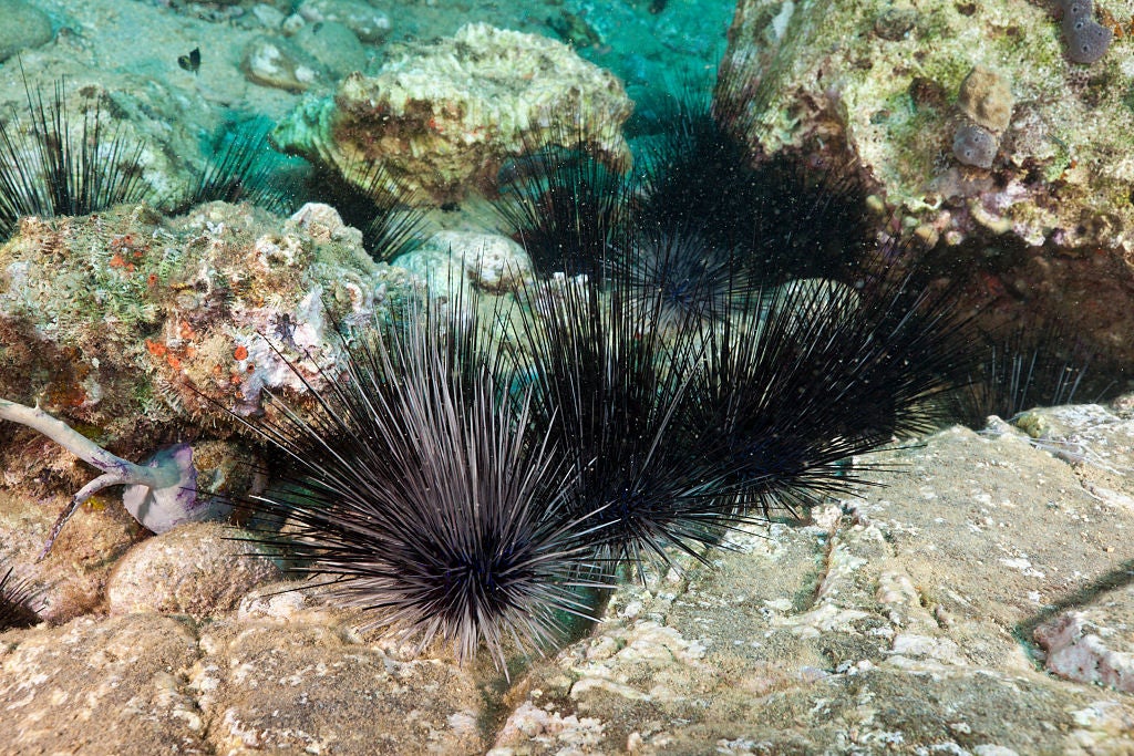 Long-spined sea urchins in between rocks, off the coast of Dominica.  (Photo: Reinhard Dirscherl/ullstein bild, Getty Images)
