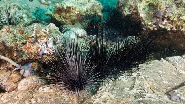 Caribbean Sea Urchins Are Mysteriously Dying in Droves