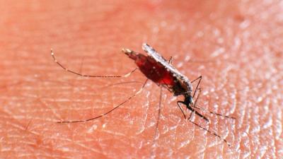 Snowpiercer, but Mosquitoes: Blocking Out the Sun Could Mean More Malaria
