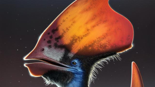 Fossil of Sick Pterosaur Crest Reveals Clues to Feather Colour