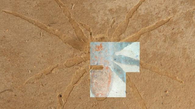 Researchers Found Glowing Spider Fossils in the South of France