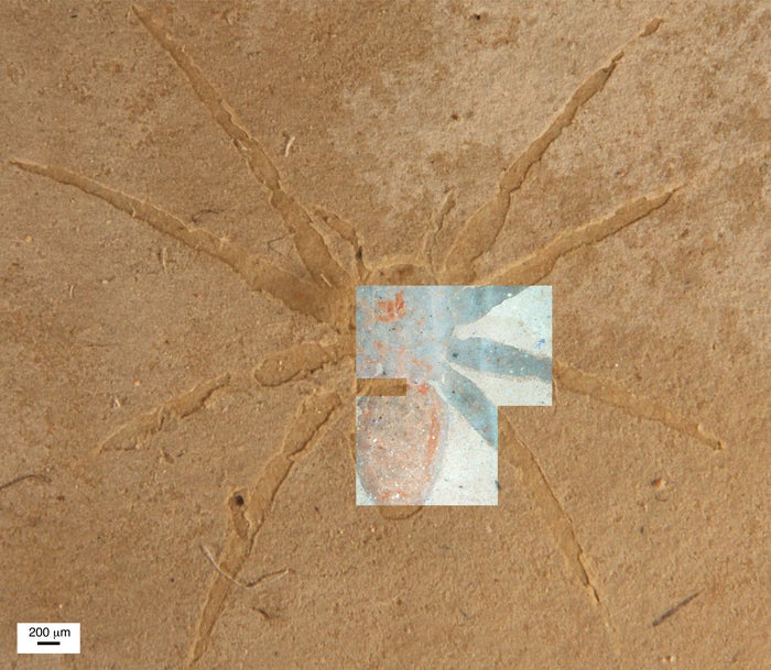 Fossilized spider from the Aix-en-Provence Formation in France. Overlaid is a fluorescent microscopy image of the same fossil.  (Image: Olcott et al)
