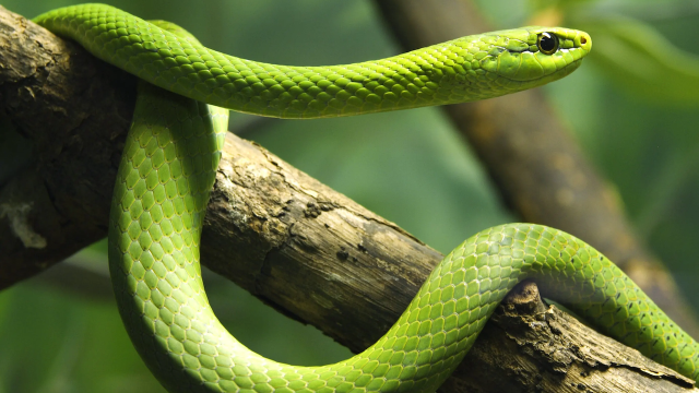 You’ll Never Guess How a Man With 124 Snakes In His Home Died