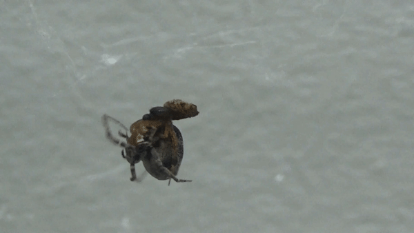 A male spider catapults itself off its female mate. (Gif: Shichang Zhang)