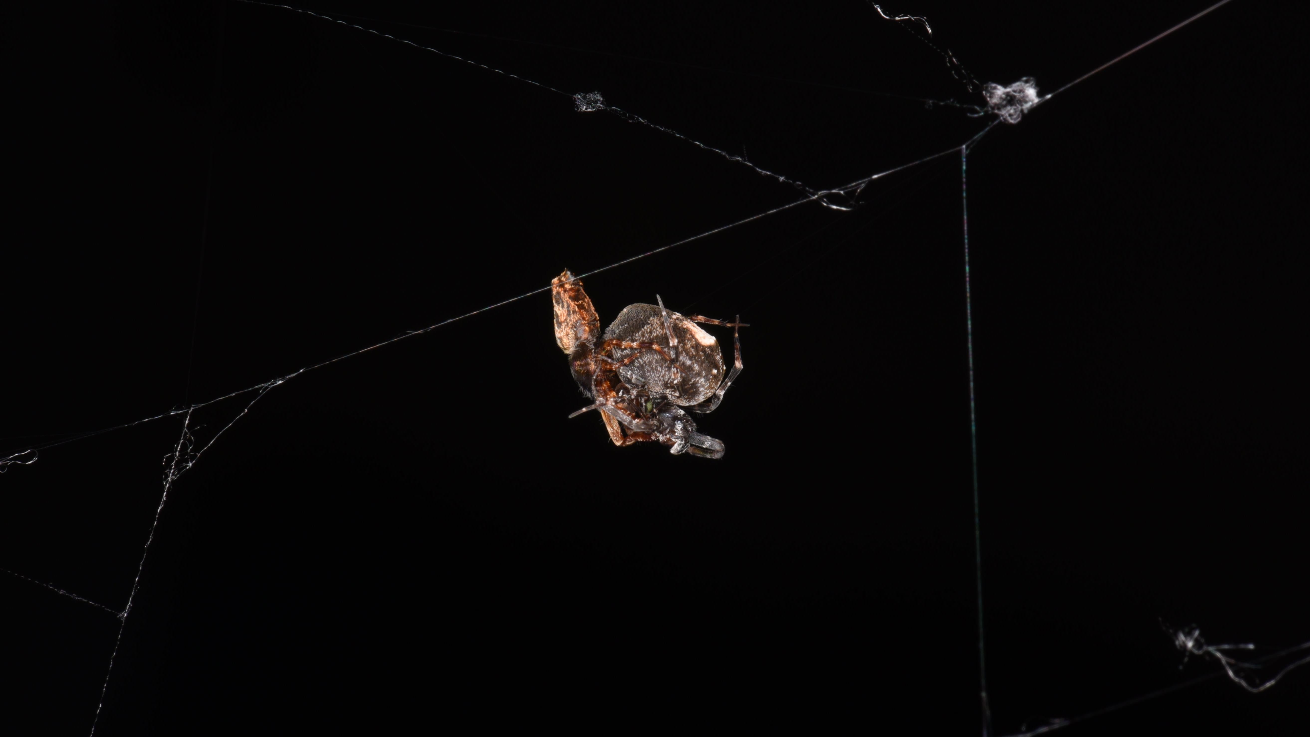 Spiders having sex. (Photo: Shichang Zhang)