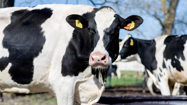 Dairy Giant Decries Vegan ‘Cancel Culture,’ Says Gen Z Is ‘Ashamed to Order Dairy in Public’