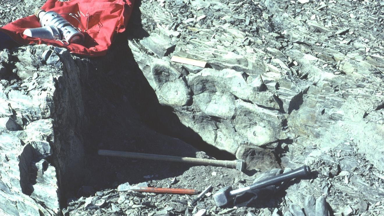Numbered ichthyosaur vertebrae in situ. (Photo: Heinze Furrer)
