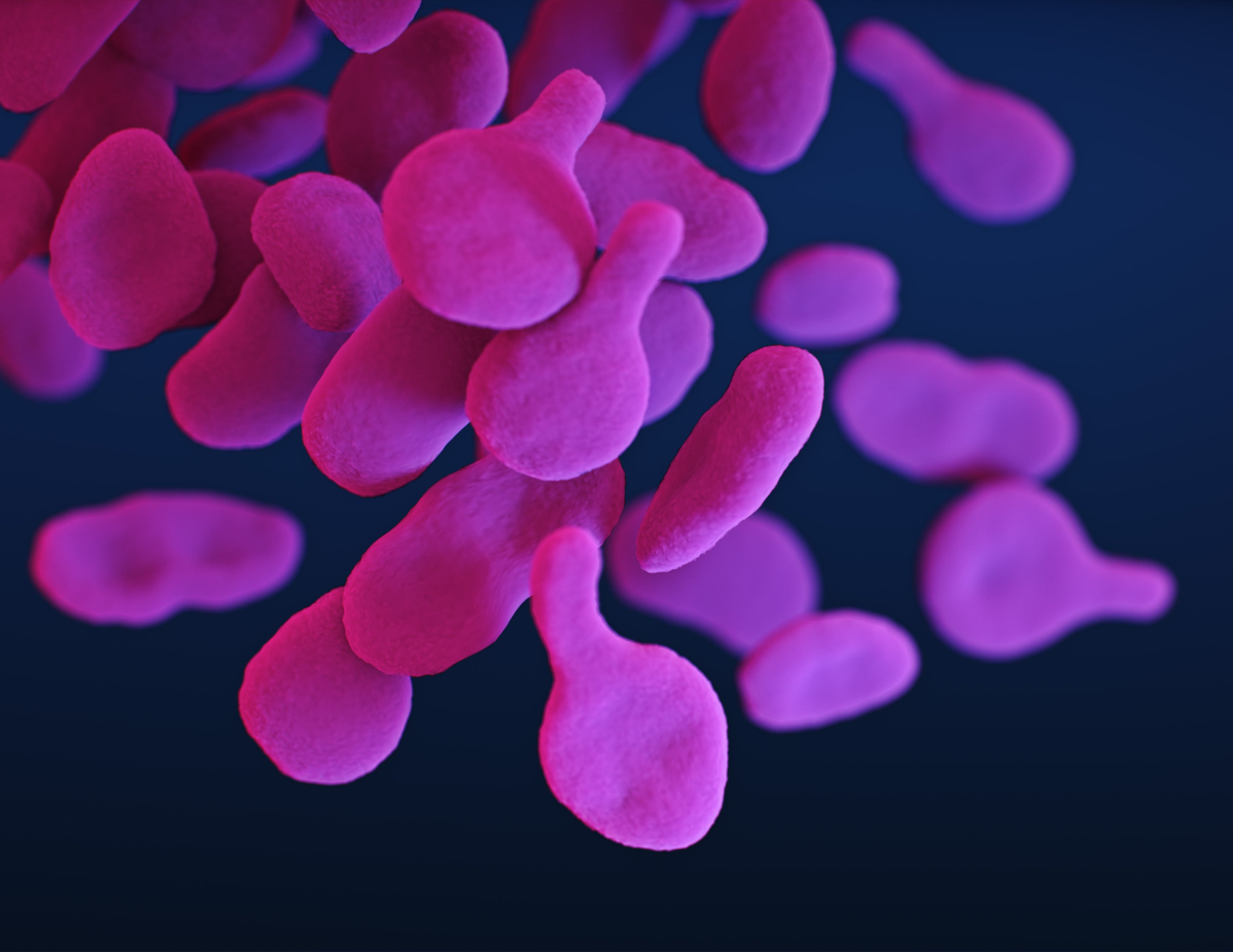 An illustration of drug-resistant Mycoplasma genitalium (Illustration: CDC/Jennifer Oosthuizen)