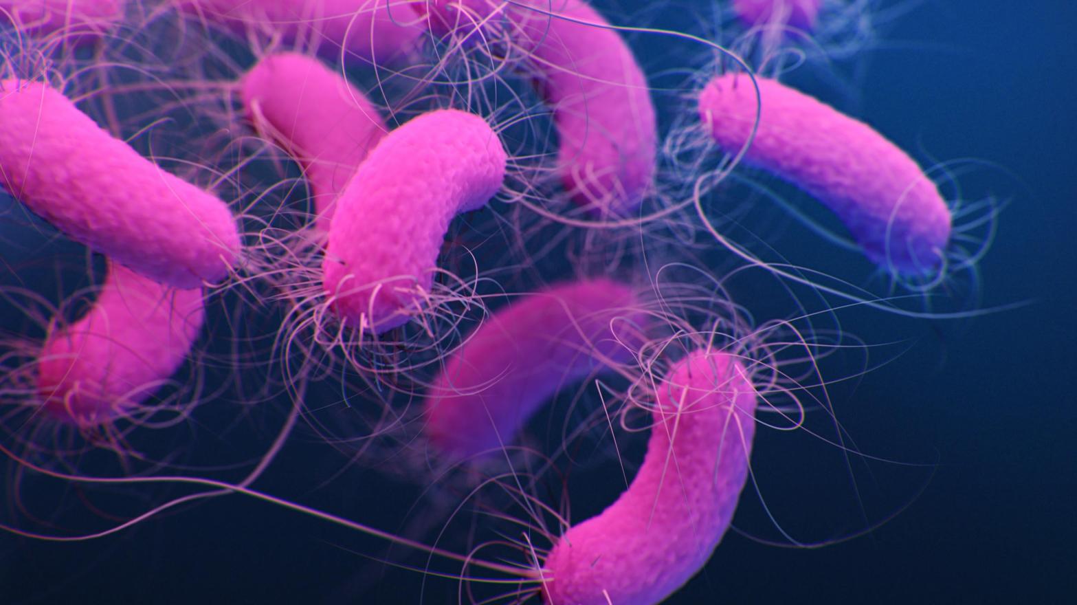 A medical illustration of multidrug-resistant Pseudomonas aeruginosa bacteria. (Illustration: Jennifer Oosthuizen/CDC)
