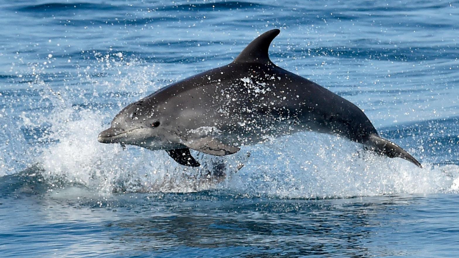 The dolphins were spotted via satellite images. (Image: RAYMOND ROIG, Getty Images)