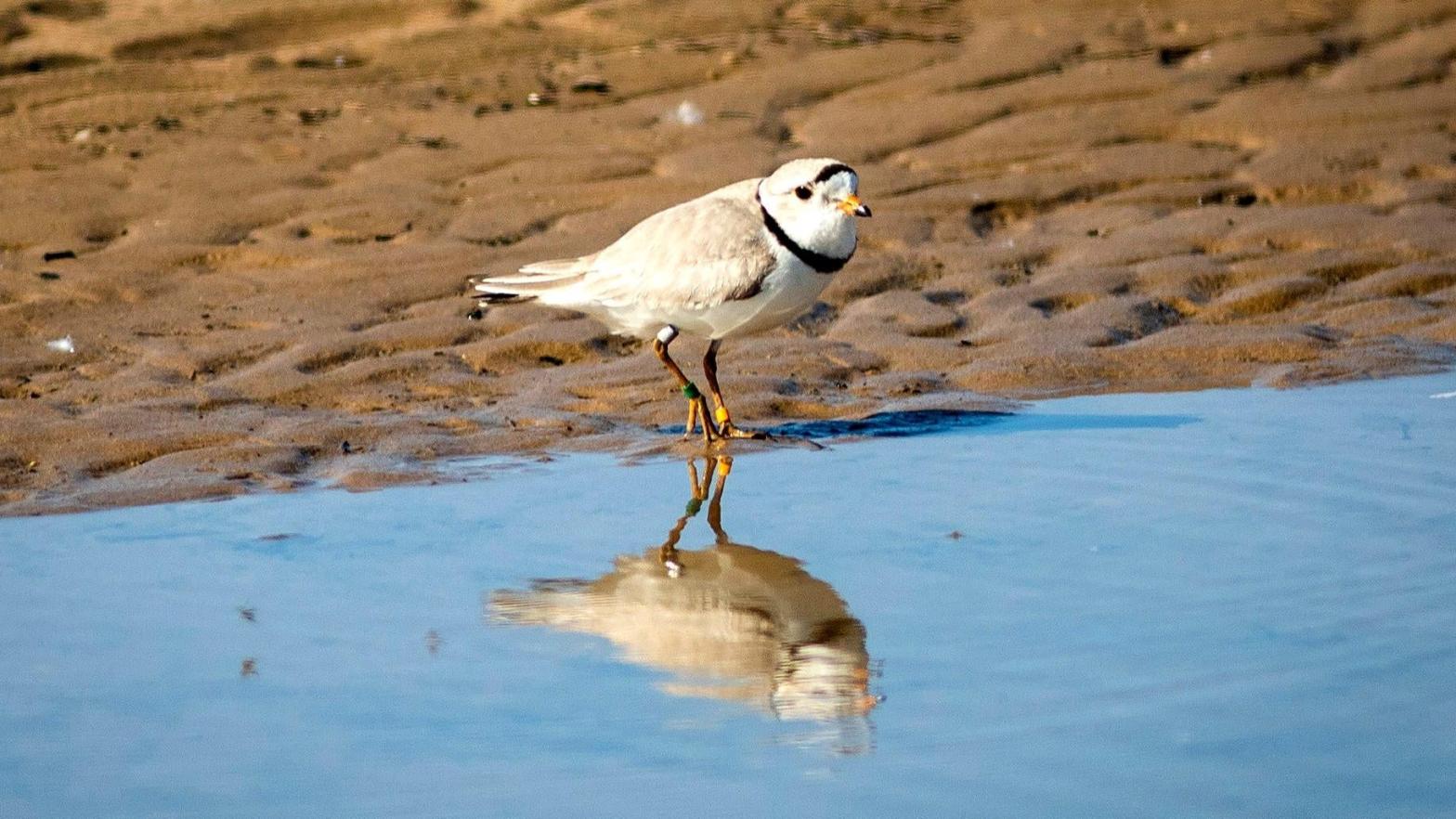 Piping plovers like the one here spend their winters along the Gulf and Atlantic coasts of the United States. At the Texas SpaceX launch site, the birds' vacation spot has become decidedly less ideal.  (Photo: Ashlee Rezin /AP, AP)