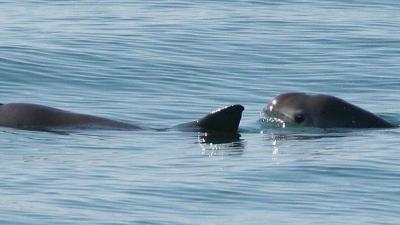 With Only 10 Vaquita Porpoises Left, There’s Still Hope for a Comeback