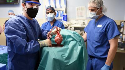 A Pig Virus May Have Killed First Recipient of Transplanted Pig Heart