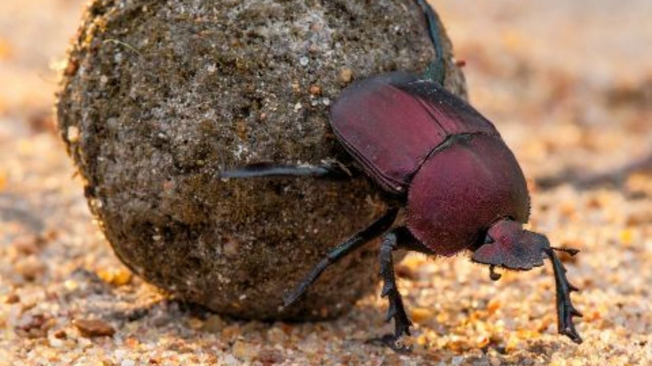 dung beetle import