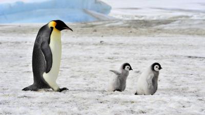 Emperor Penguins Could Be Extinct in Our Lifetimes