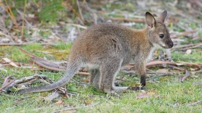 Detroit Zoo Officials Think Their Missing Wallaby Was Snatched by a Raptor