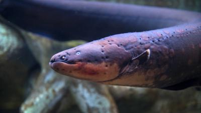 Electric Eels Inspired the First Battery 200 Years Ago, so Come Save Us Now Slithery Friends