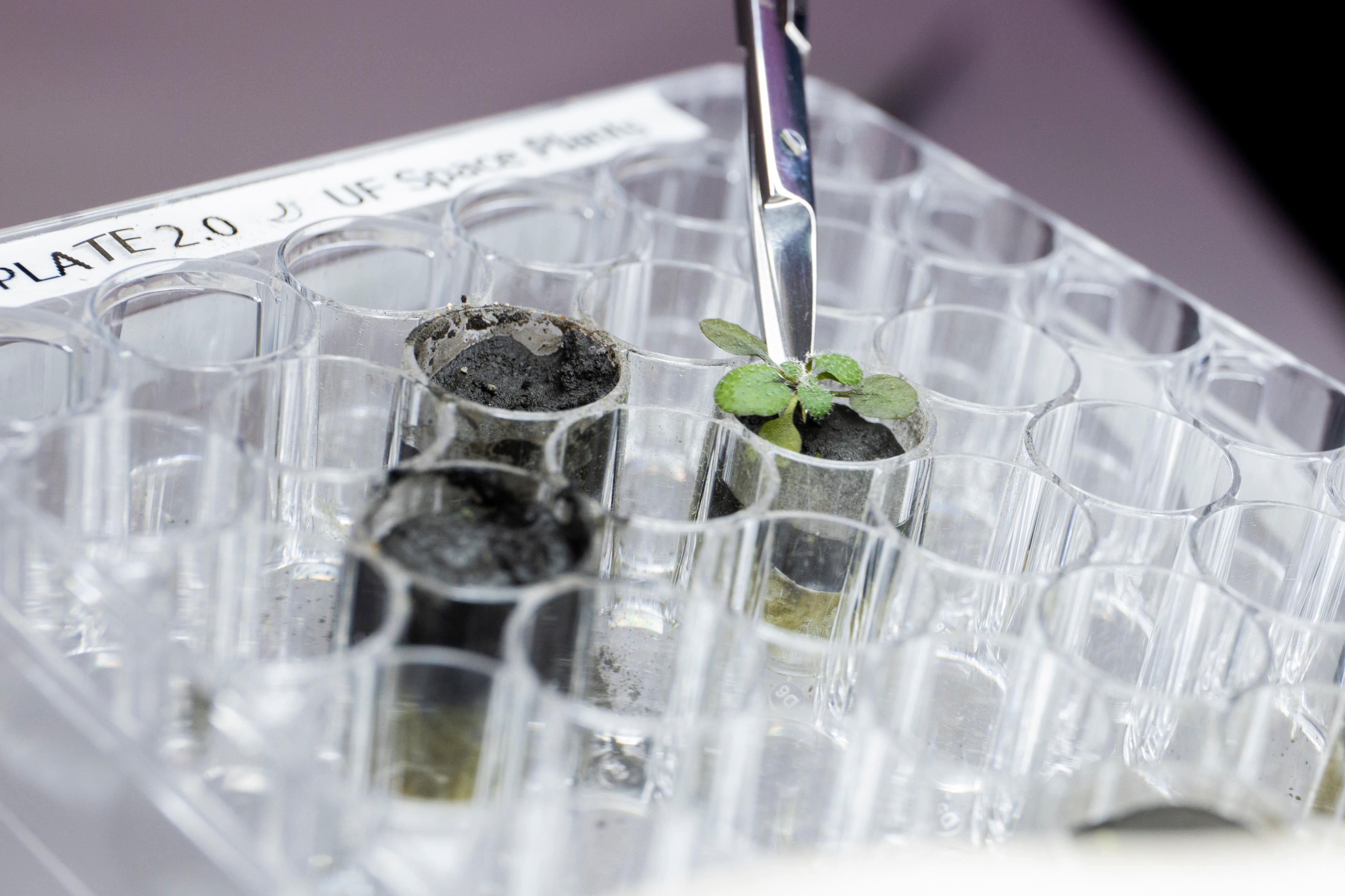 Harvesting a thale cress plant grown in lunar soil. (Photo: Tyler Jones, UF/IFAS.)