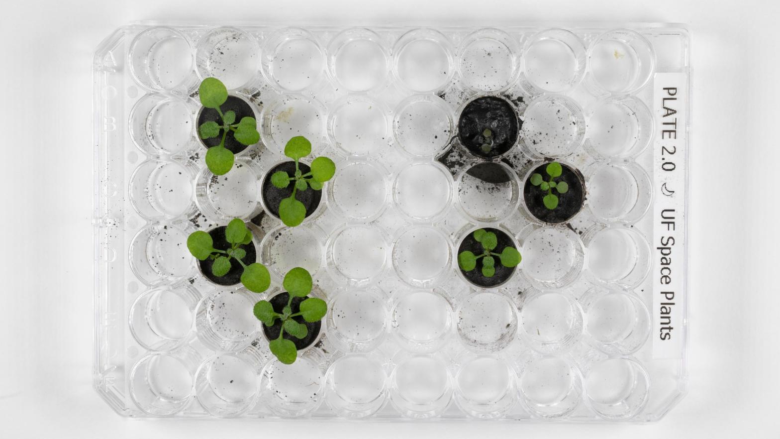 The plants after 16 days of growth, with clear differences seen between plants grown in simulated lunar soil (left) and plants grown in actual lunar regolith.  (Photo: Tyler Jones, UF/IFAS)