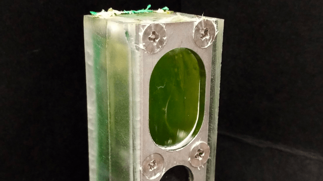 Algae Powered a Computer for More Than Six Months