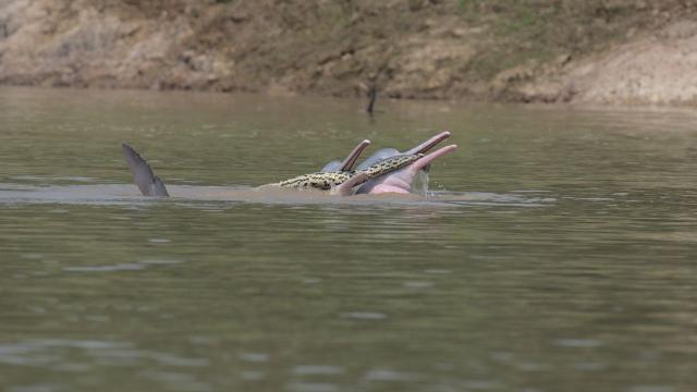 Two Horny Dolphins Spotted Treating an Anaconda Like a Pool Noodle