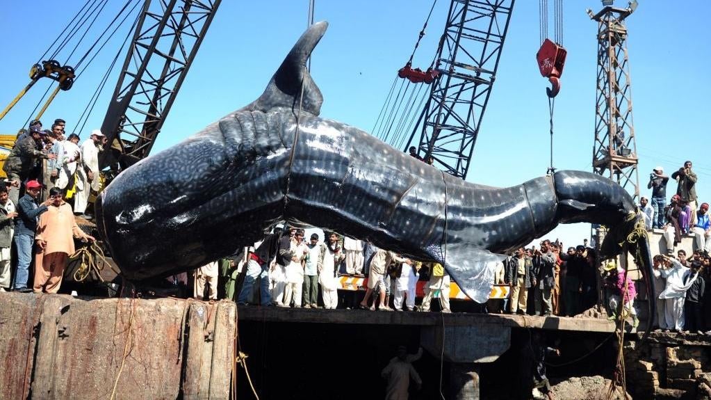 Pakistani fishermen use cranes to pull up the carcass of a whale shark. (Photo: Asif HASSAN / AFP, Getty Images)