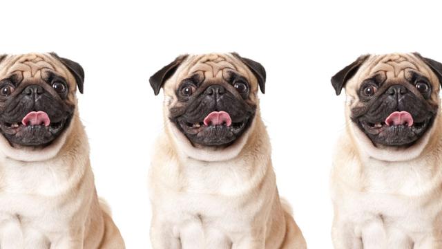 Your Designer Pug Is No Longer Considered a ‘Typical Dog’ Because the Poor Thing Can’t Breathe