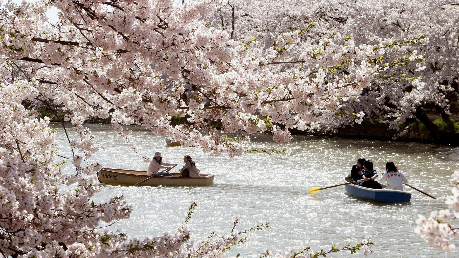 Cherry blossoms are a staple of spring in Kyoto, Japan. (Photo: Koichi Kamoshida, Getty Images)
