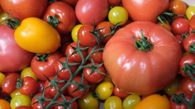 Scientists CRISPR’d Tomatoes to Make Them Full of Vitamin D