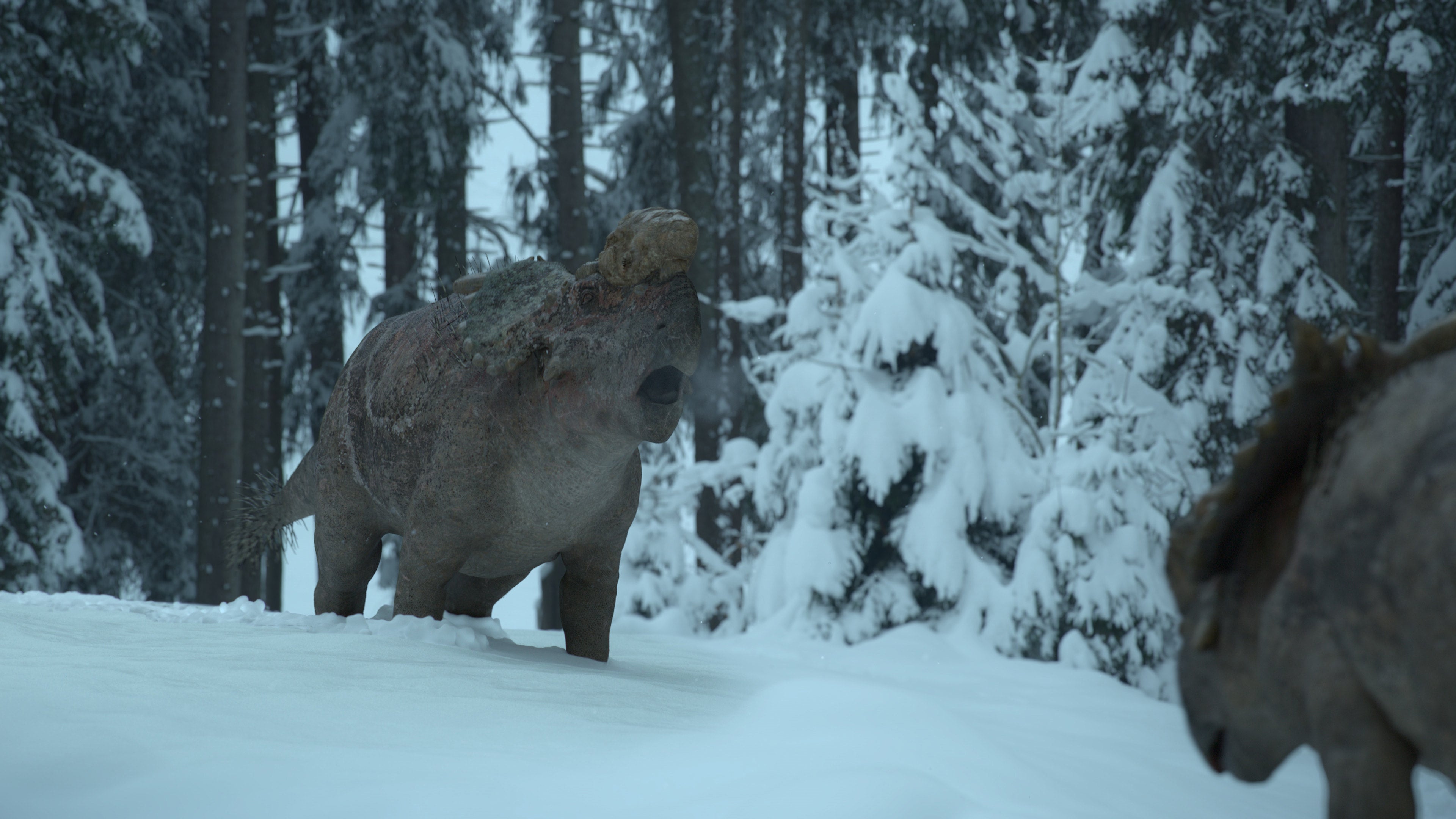 Two Pachyrhinosaurs square up in the snow. (Image: Apple)