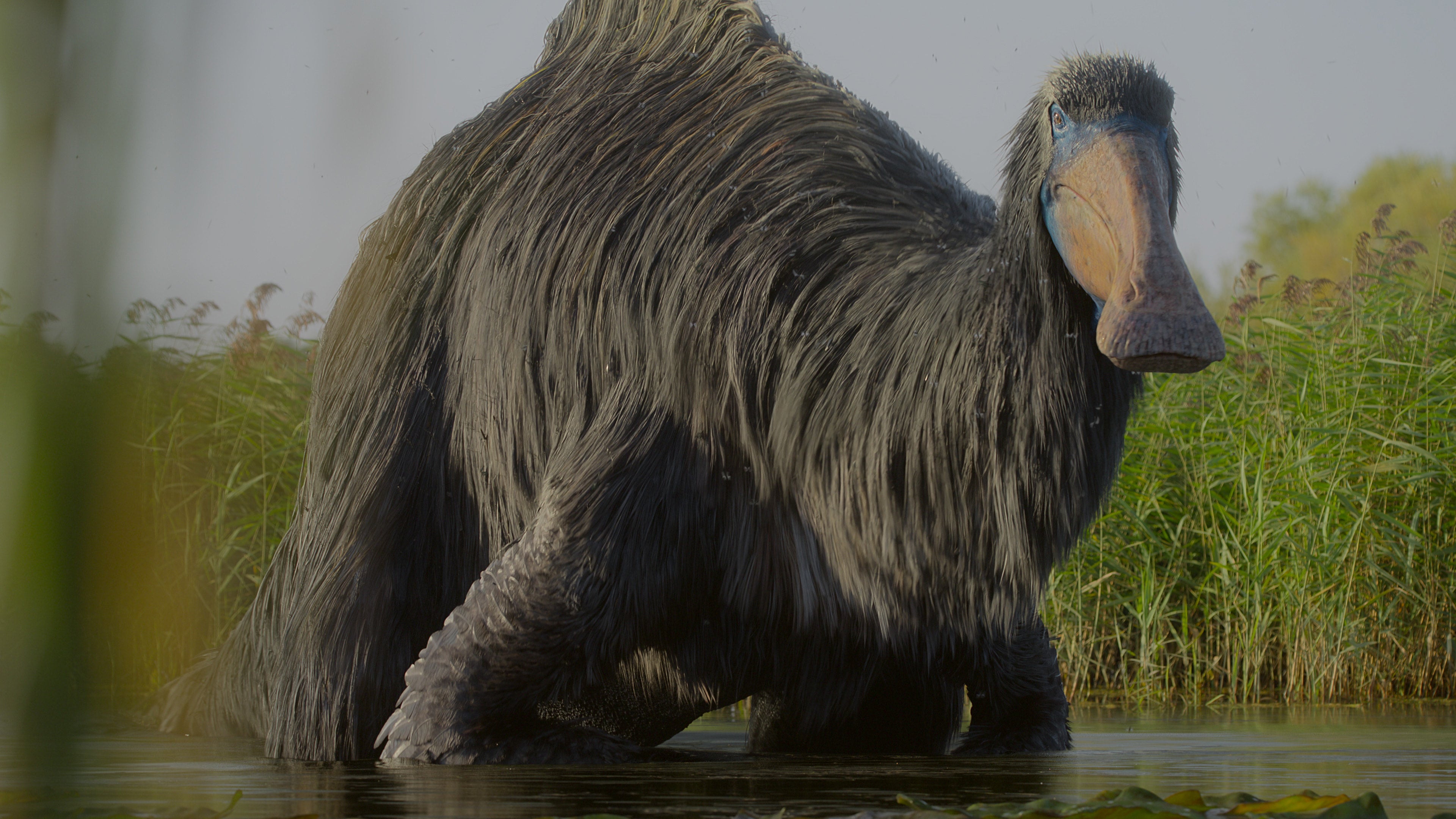 The massive, hairy Deinocheirus in a freshwater pond. (Image: Apple)