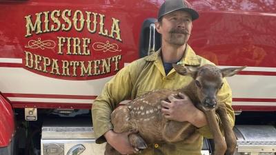 New Mexico Firefighters Rescue Adorable Elk Calf