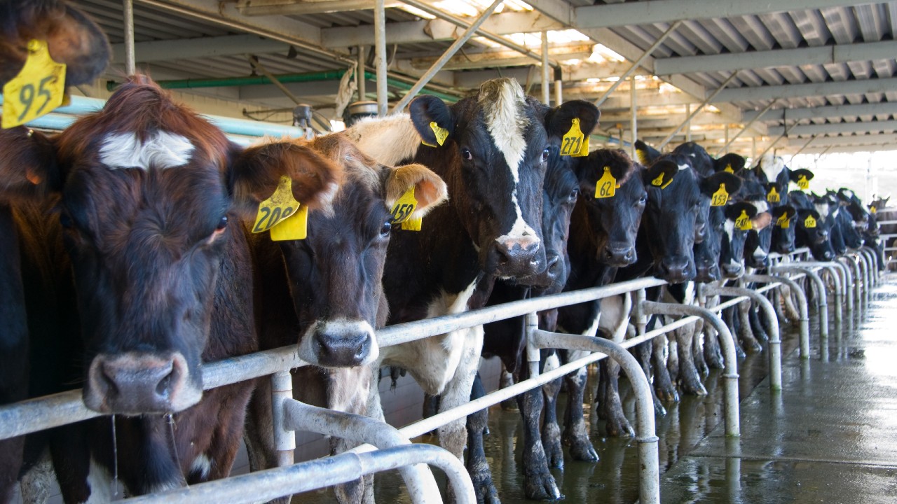 Cow dairy farm