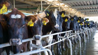 11,000 Litres of Water to Make One Litre of Milk? New Questions About the Freshwater Impact of Dairy Farming