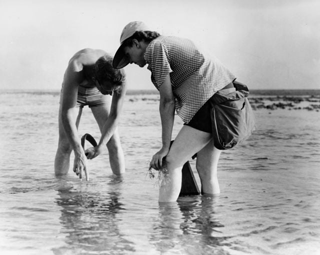 Author Rachel Carson conducting marine biology research in 1952. (Photo: Wikimedia Commons)