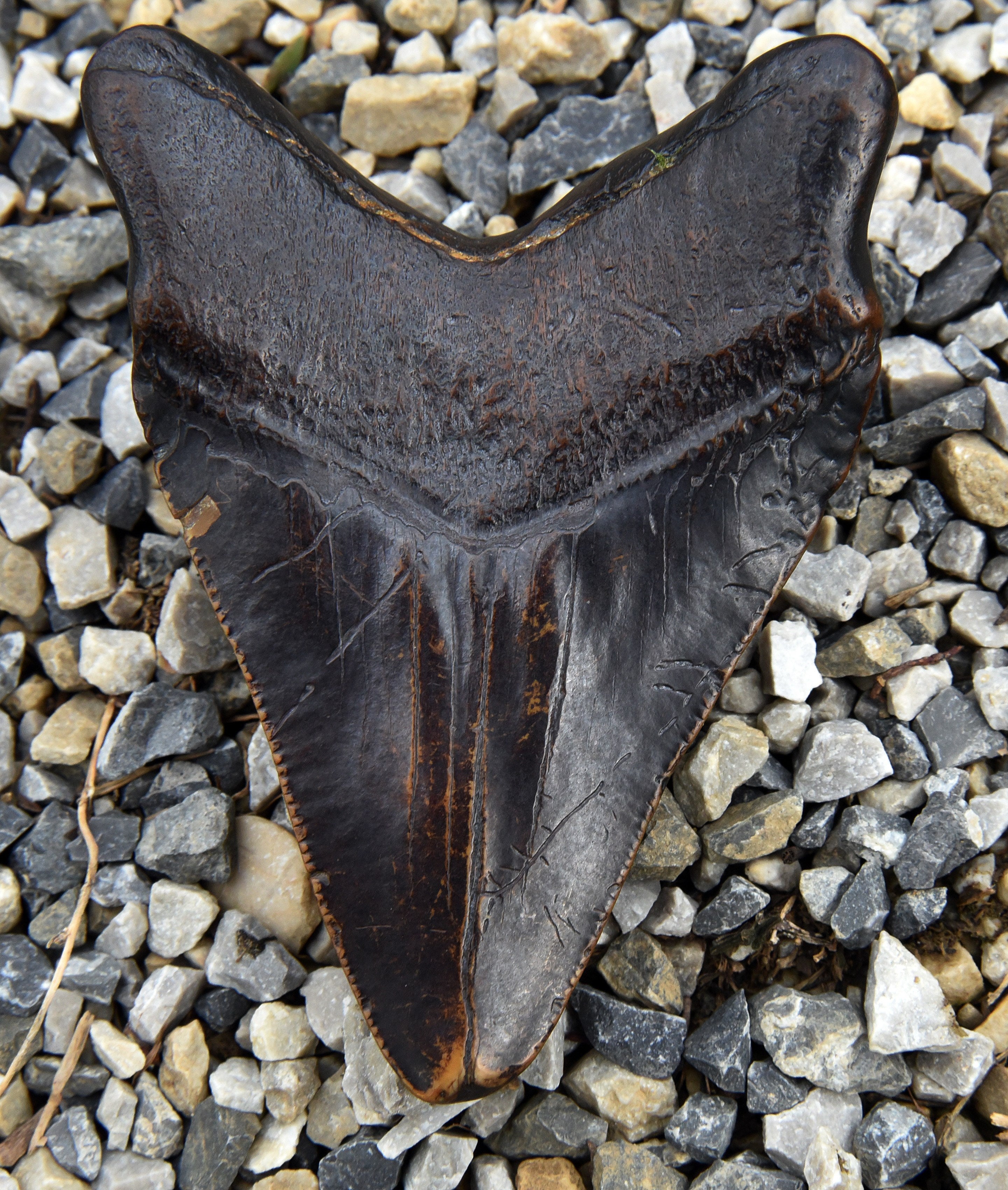 A suspected O. megalodon tooth. (Photo: -/AFP, Getty Images)