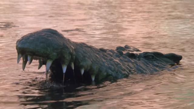 14 Crocodile Horror Movies Worth Chomping Into