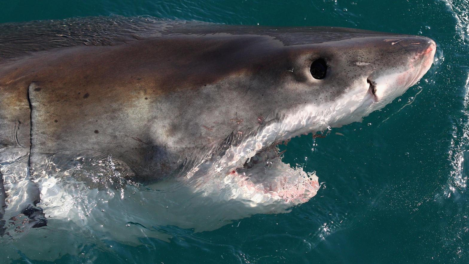 A great white shark (Photo: Ryan Pierse, Getty Images)