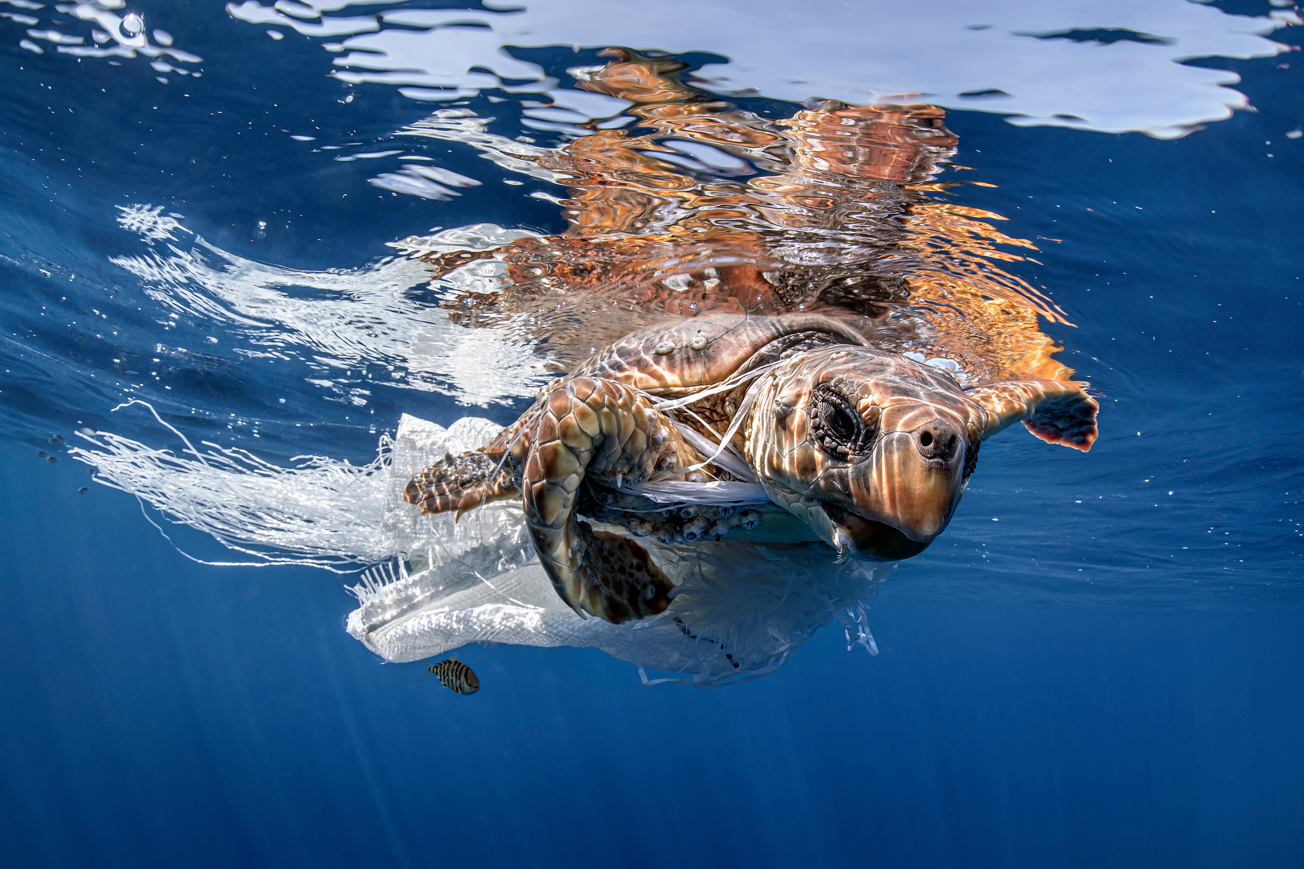A turtle tangled in a plastic bag.  (Photo: David Salvatori / VWPics, AP)