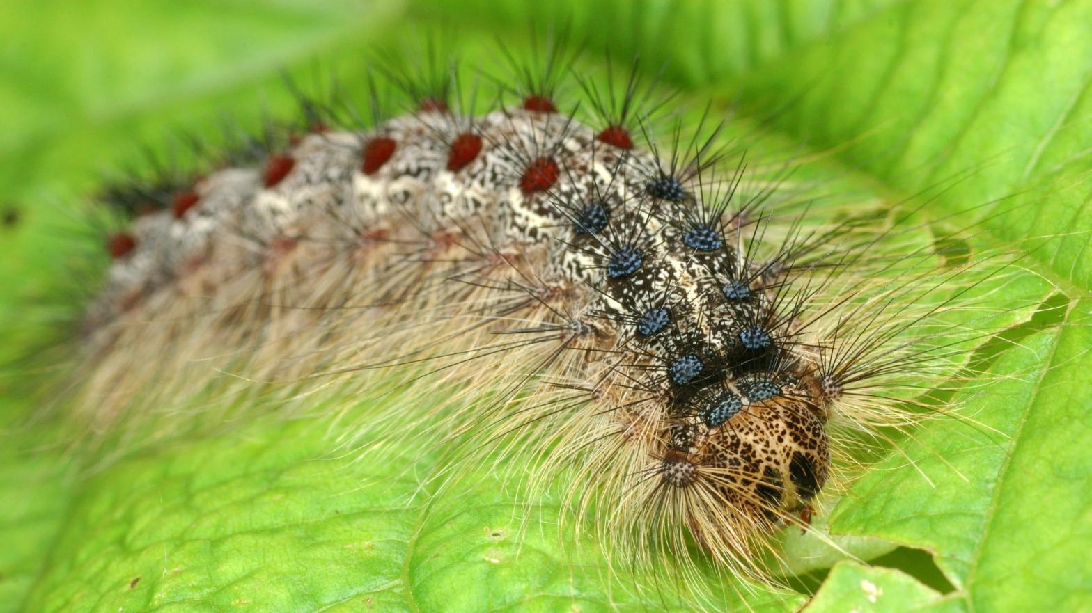 The spongy moth (Lymantria dispar) in its caterpillar stage of life. (Photo: Shutterstock, Shutterstock)